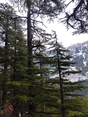 Cedrus deodara, photograph author not stated, no rights reserved