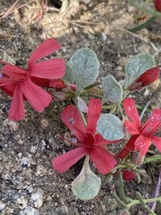 Ipomopsis tenuifolia