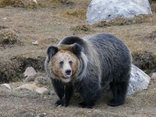 Tibetan Brown Bear
