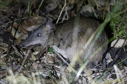 Long-nosed Bandicoot