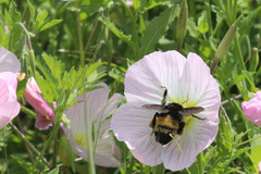 Bombus pensylvanicus