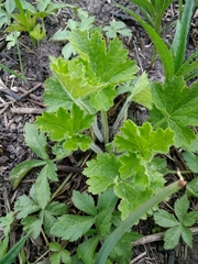 Heuchera richardsonii