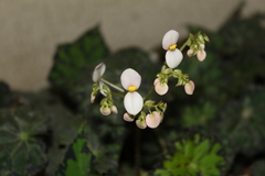 Begonia bowerae