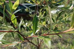 Salix daphnoides