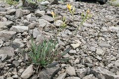 Chondrilla chondrilloides