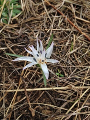 Colchicum atticum
