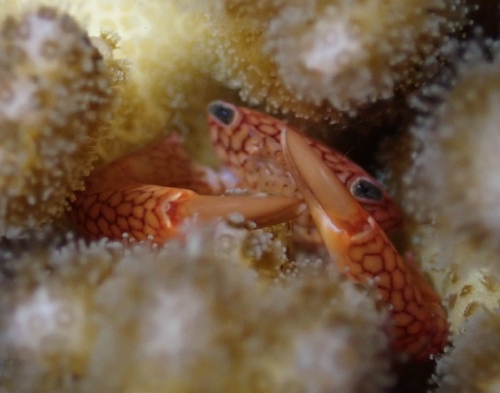 Trapezia septata observed 2026-08-04