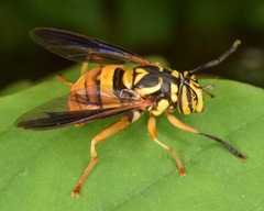 Spilomyia texana