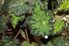 Begonia bowerae