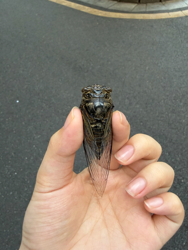 Eastern horse cicada