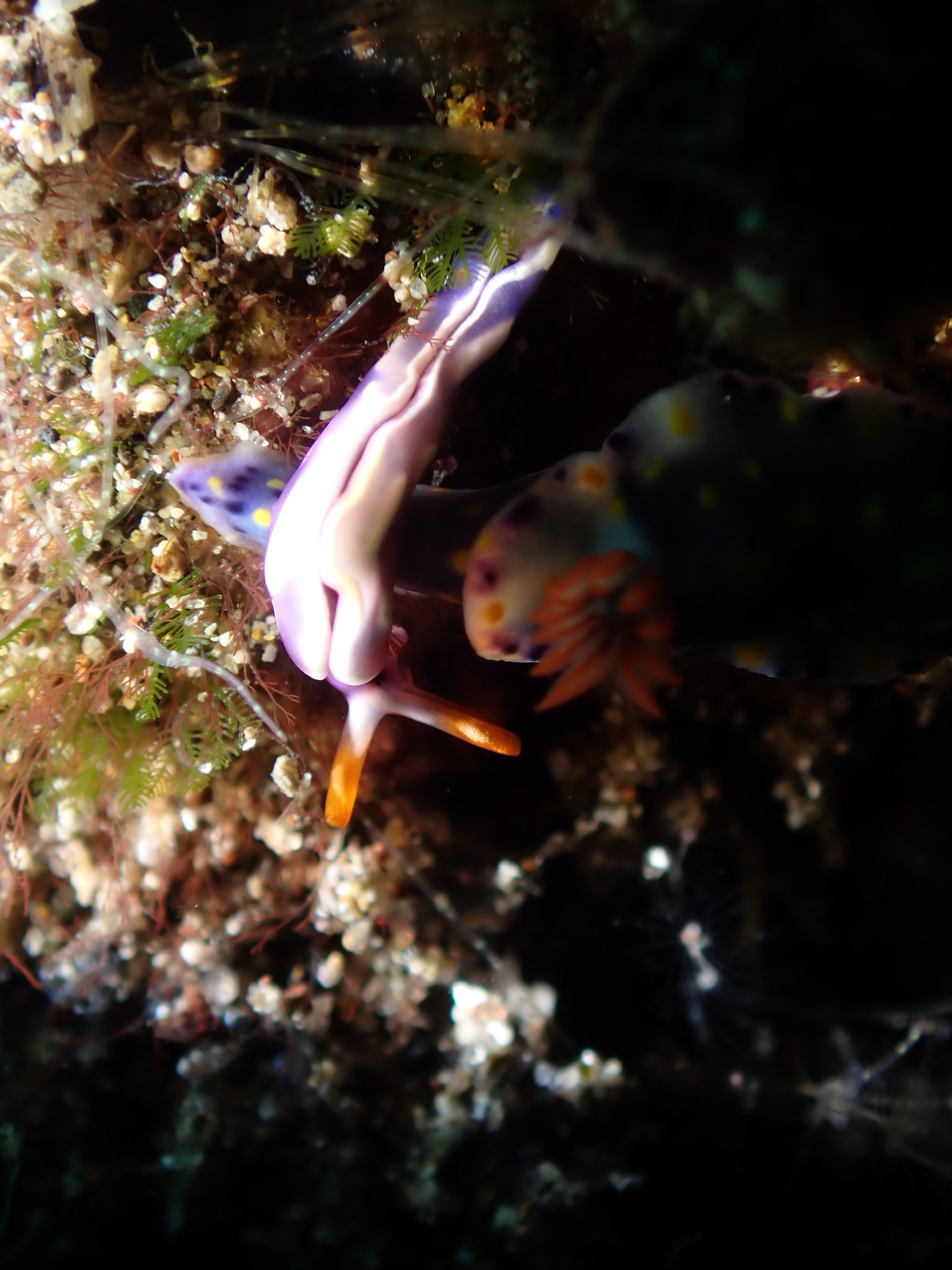 白疣平鰓海天牛 Thuridilla albopustulosa