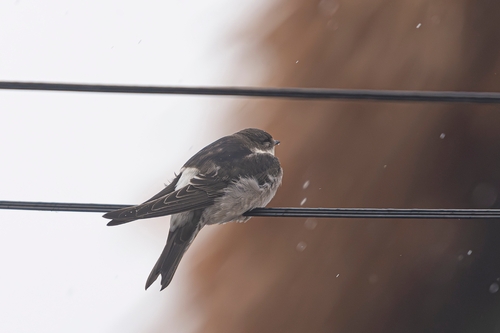 Western House Martin