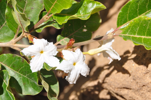 Mascarenhasia lisianthiflora