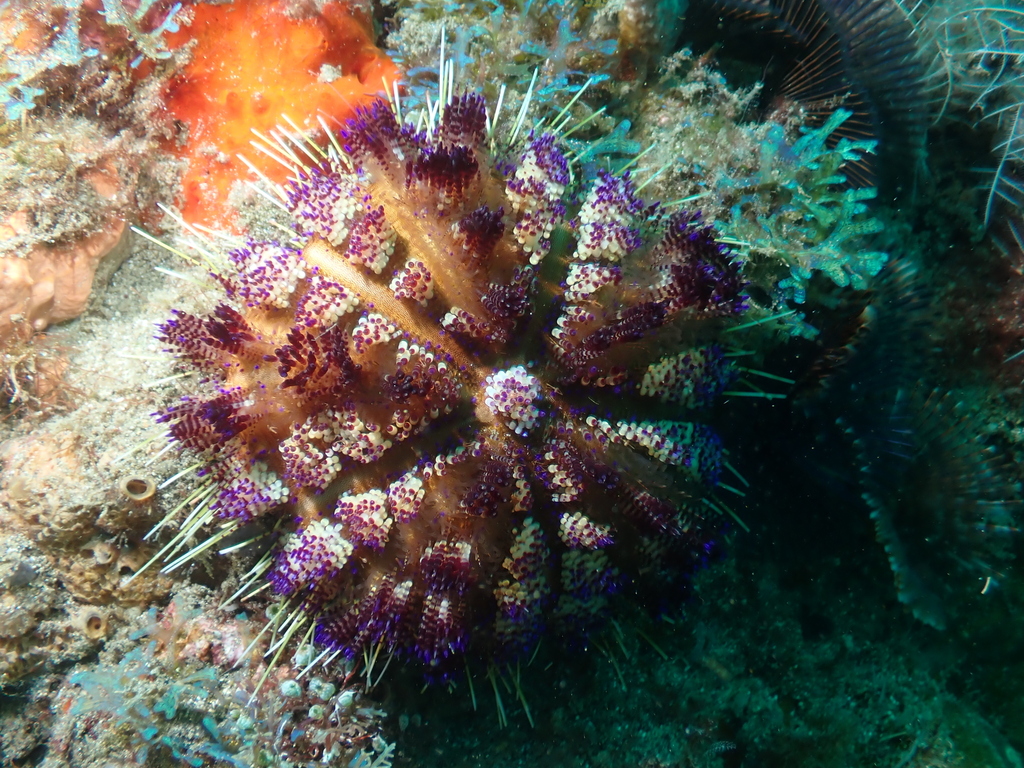 Fire Urchin