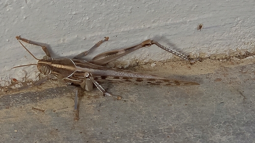 Desert Locust