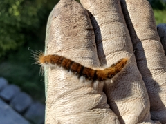 Malacosoma constricta