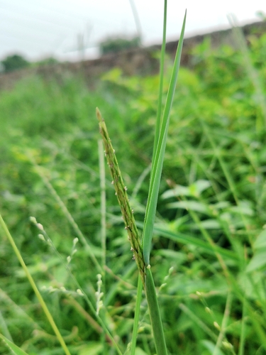 Eriochloa procera observed 2026-08-06