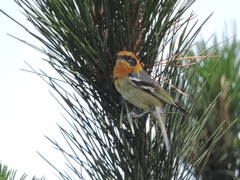 Peucedramus taeniatus