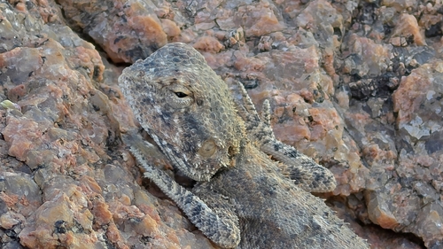 Anchieta's Agama