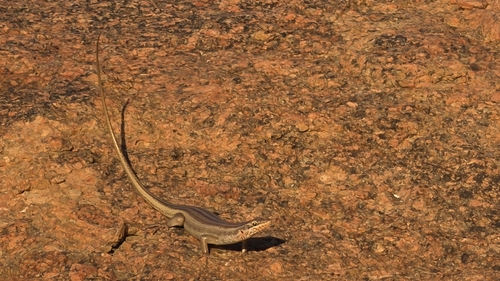 Western Rock Skink