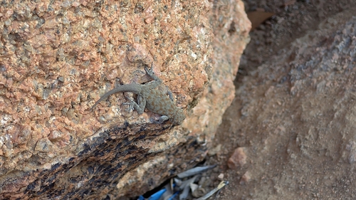 Boulton's Namib Day Gecko