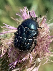 Euphoria sepulcralis