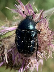 Euphoria sepulcralis