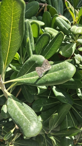 Lang's Short-tailed Blue