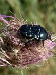 Euphoria sepulcralis