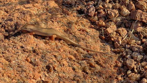 Speckled sand skink
