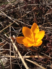Crocus olivieri