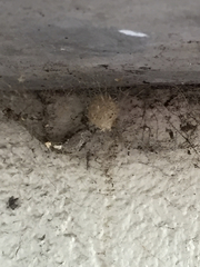 Latrodectus geometricus