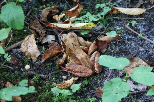 European Common Frog