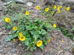 Geum elatum