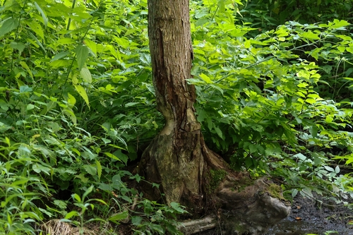 Eurasian Beaver