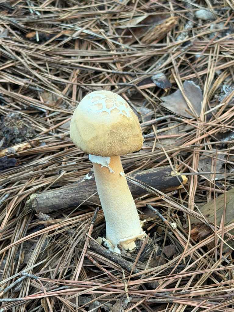 Rose-Tinted Amanita · August 2026 · photo: Photo: no rights reserved · iNaturalist