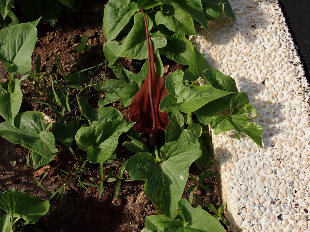 Typhonium roxburghii; photograph (c) chiuluan, some rights reserved (CC BY)