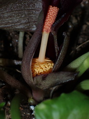 Typhonium roxburghii