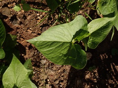 (c) chiuluan, some rights reserved (CC BY) Typhonium roxburghii, photograph (c) chiuluan, some rights reserved (CC BY)