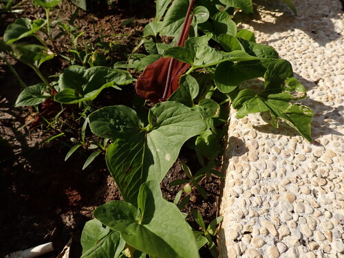 Typhonium roxburghii, photograph 2