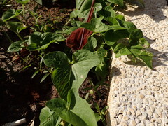 (c) chiuluan, some rights reserved (CC BY) Typhonium roxburghii, photograph (c) chiuluan, some rights reserved (CC BY)