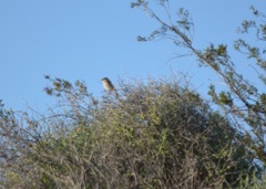 Artemisiospiza belli