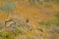 Artemisiospiza belli