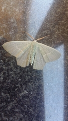 Lepidoptera