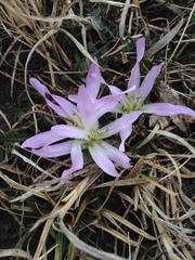 Colchicum soboliferum