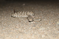 Crotalus cerastes cerastes