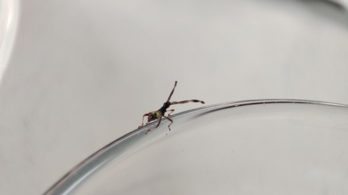 Box Bug