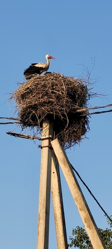 White Stork