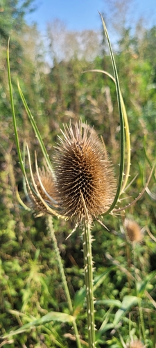 wild teasel