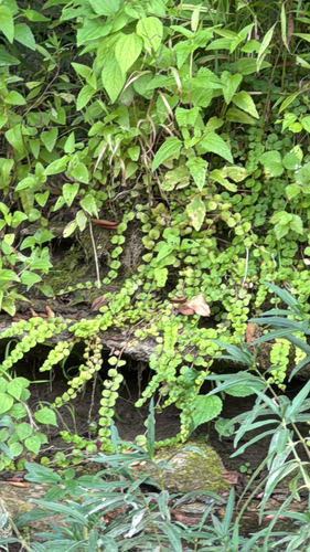creeping Jenny